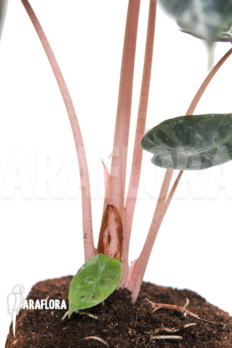 Alocasia ‚Pink Dragon‘