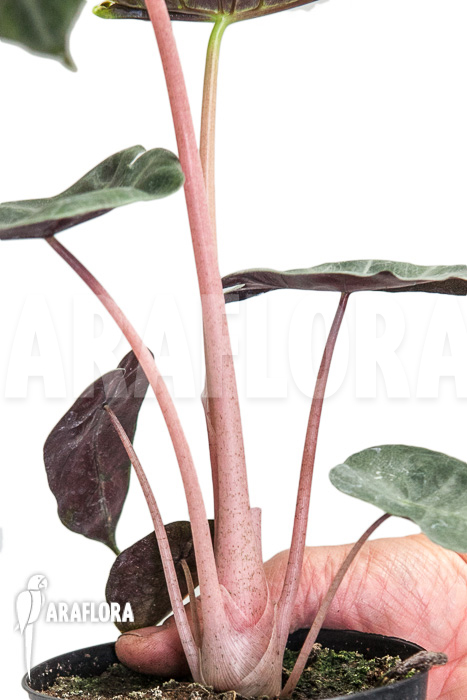 Alocasia ‚Pink Dragon‘