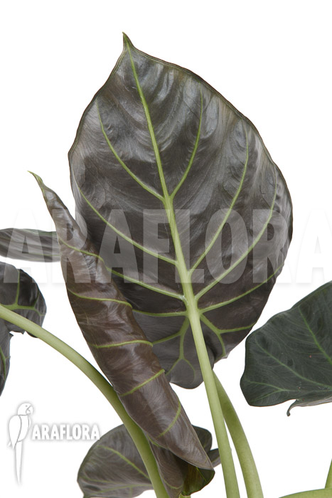 Alocasia ‚Regal shields‘