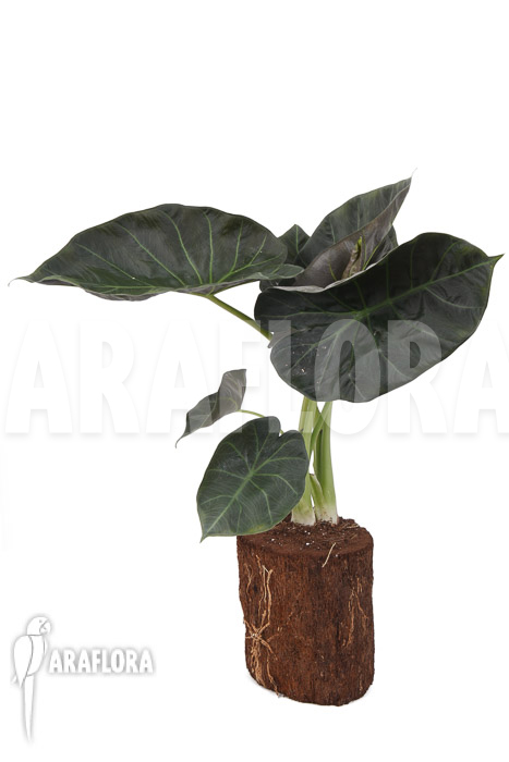 Alocasia ‚Regal shields‘