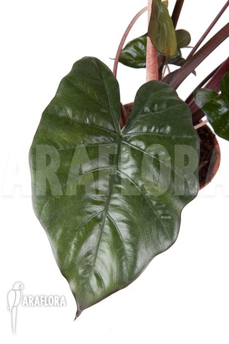 Alocasia ‚Yucatan Princess‘