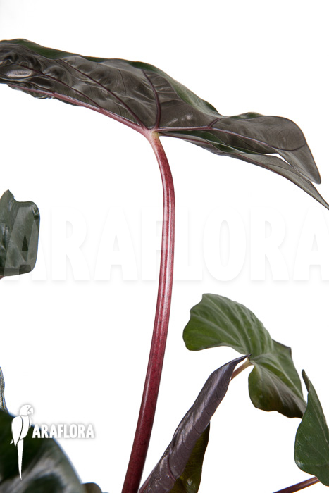 Alocasia ‚Yucatan Princess‘