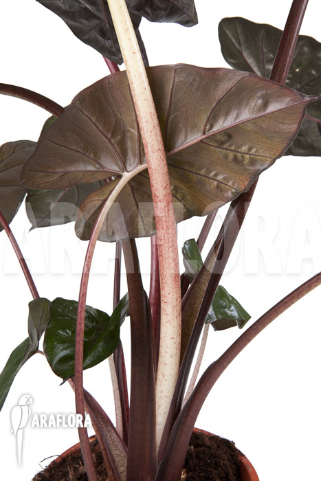Alocasia ‚Yucatan Princess‘