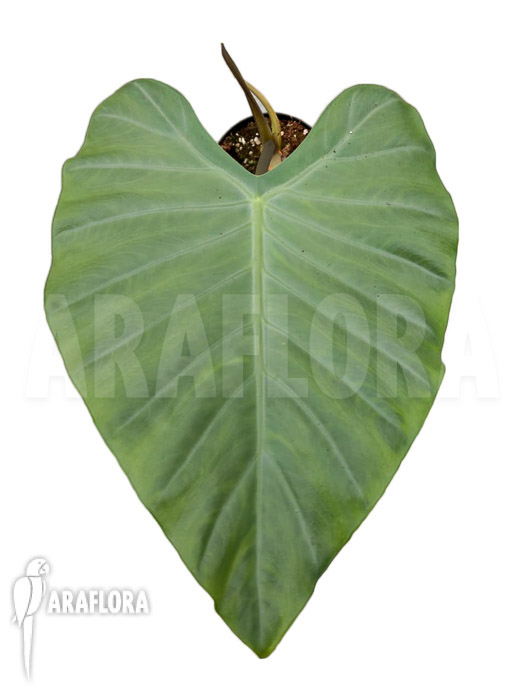 Alocasia aff. Longiloba