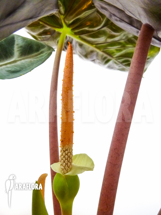Alocasia aurora