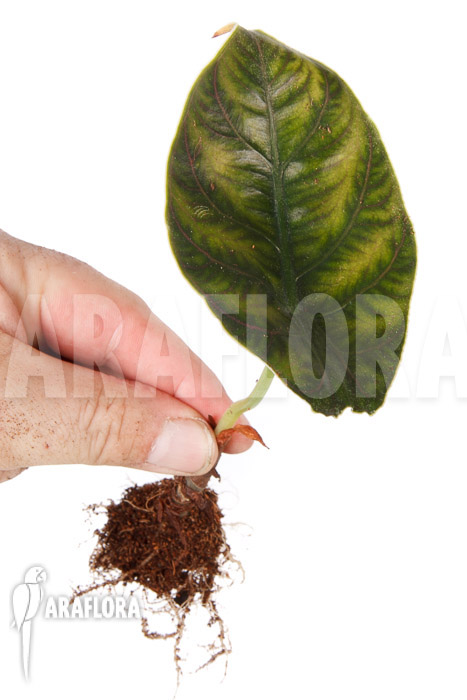 Alocasia azlanii ’starter‘