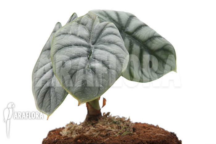 Alocasia baginda ‚Silver dragon‘ ‚M‘