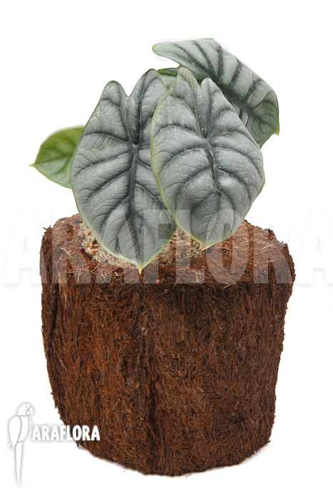 Alocasia baginda ‚Silver dragon‘ ‚M‘