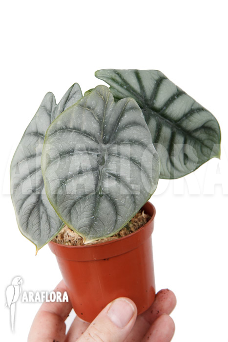 Alocasia baginda ‚Silver dragon‘ ‚M‘