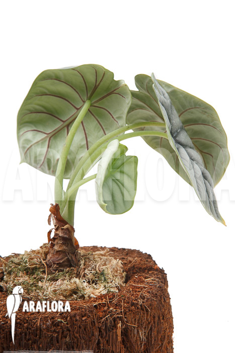 Alocasia baginda ‚Silver dragon‘ ‚M‘