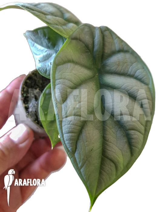 Alocasia baginda ‚Silver dragon‘ Starter