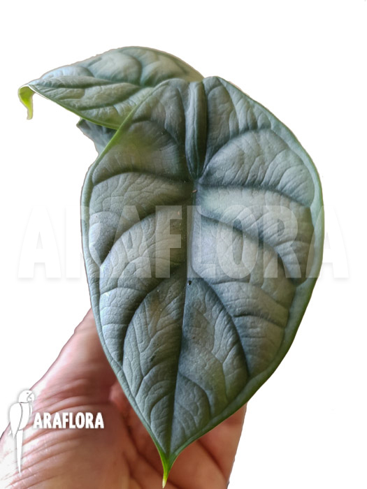 Alocasia baginda ‚Silver dragon‘ Starter