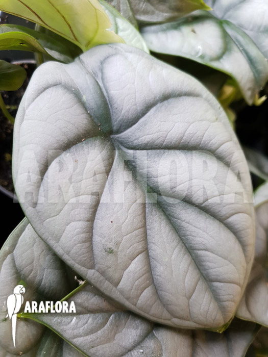 Alocasia baginda ‚Silver dragon‘ Starter