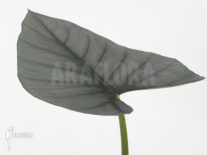 Alocasia chaii