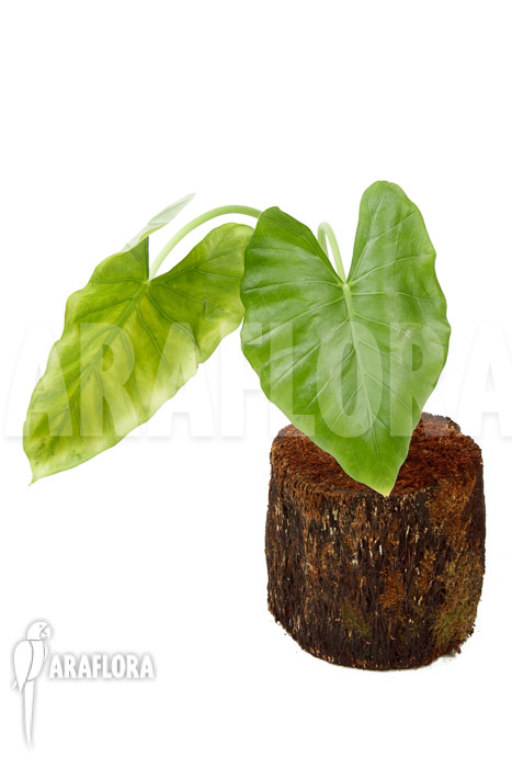 Alocasia cucullata ‚crinkles‘