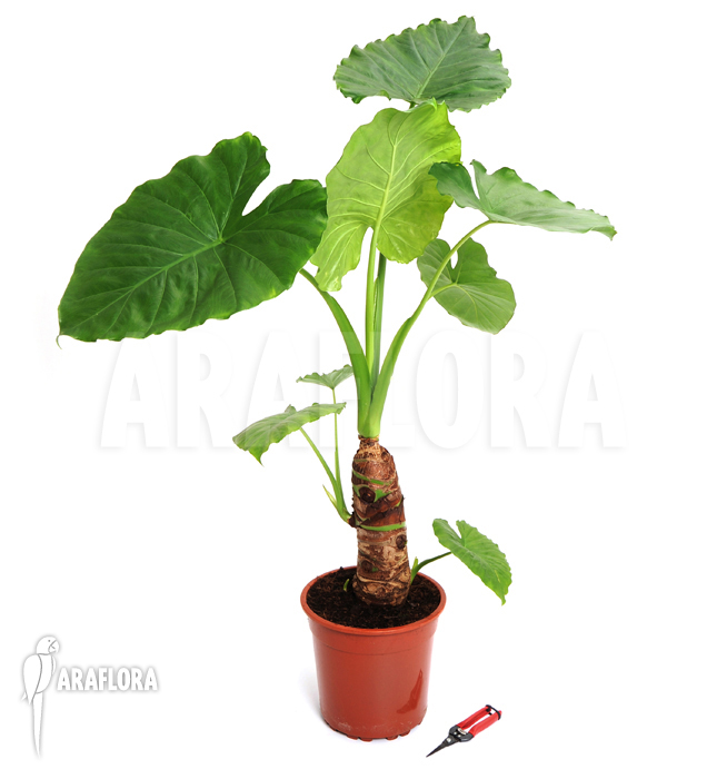 Alocasia cucullata ‚Buddha Hand‘