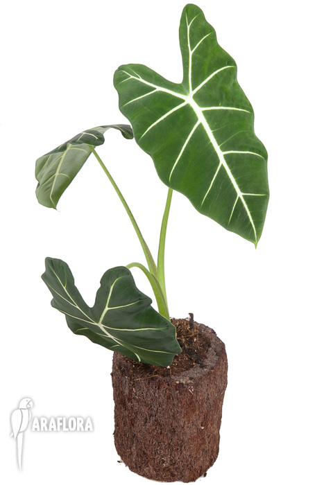 Alocasia micholitziana ‘Frydek’