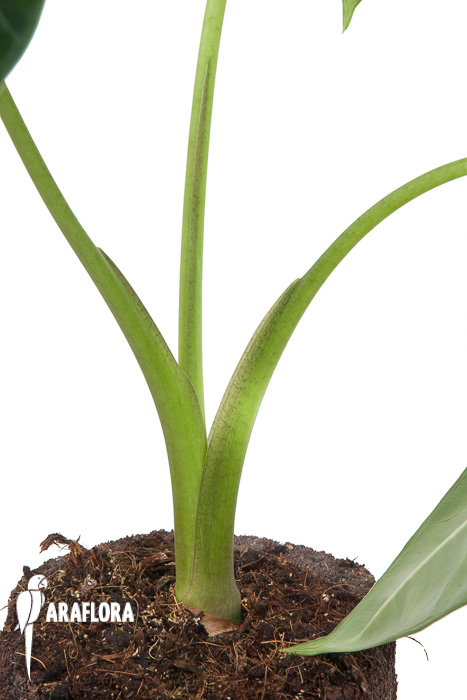 Alocasia micholitziana ‘Frydek’