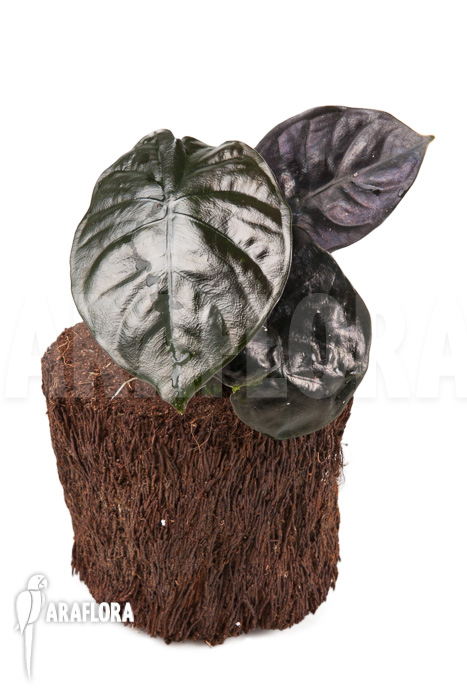 Alocasia infernalis Black Magic ‚M‘