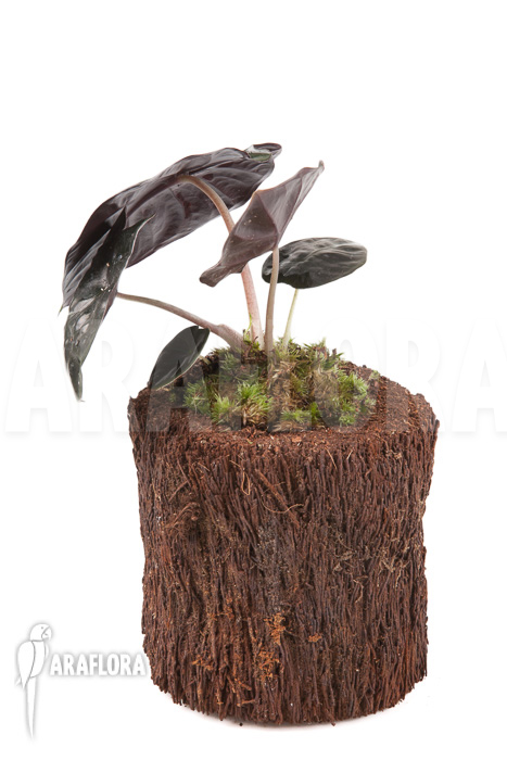 Alocasia infernalis Black Magic ‚M‘