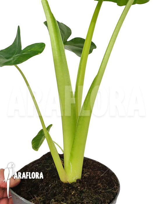 Alocasia lutea