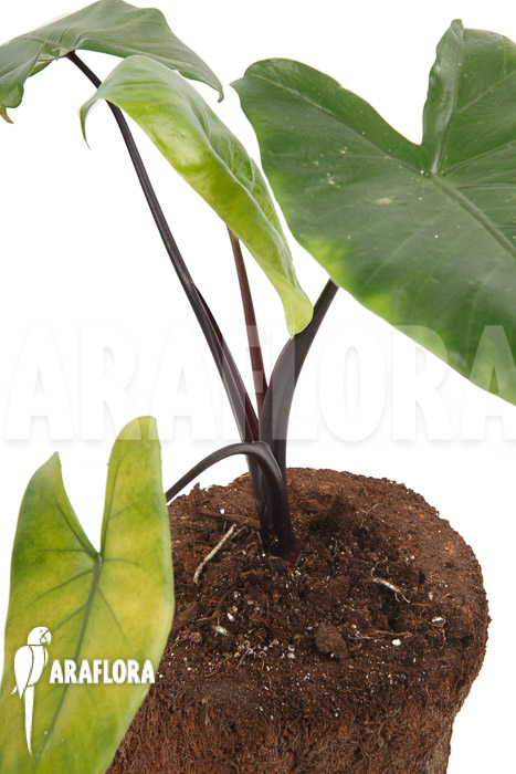Alocasia macrorrhizos ‚Black stem‘