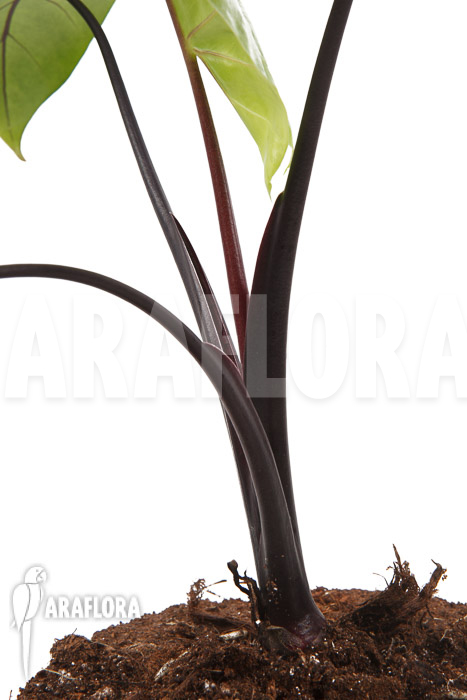 Alocasia macrorrhizos ‚Black stem‘