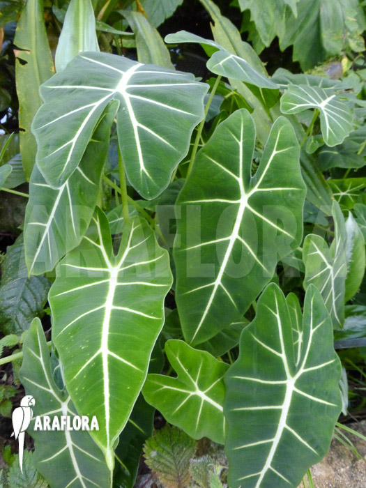 Alocasia micholitziana