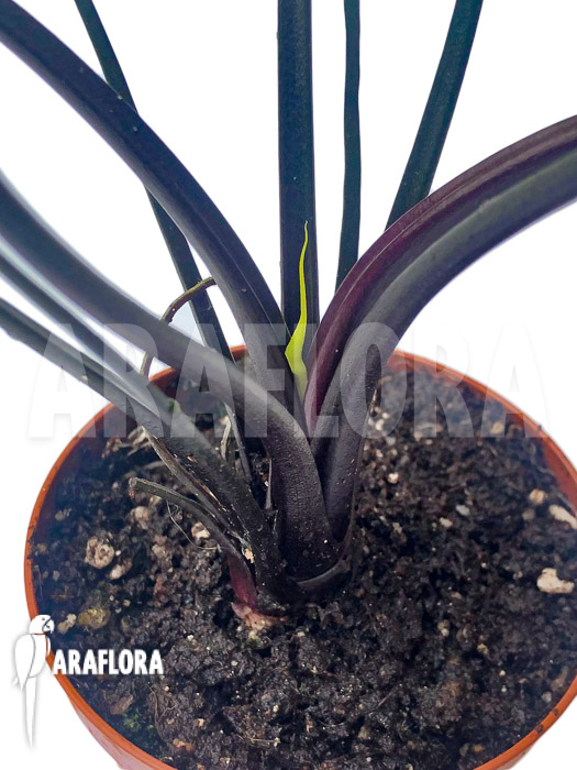 Alocasia plumbea ‚Flying Squid‘