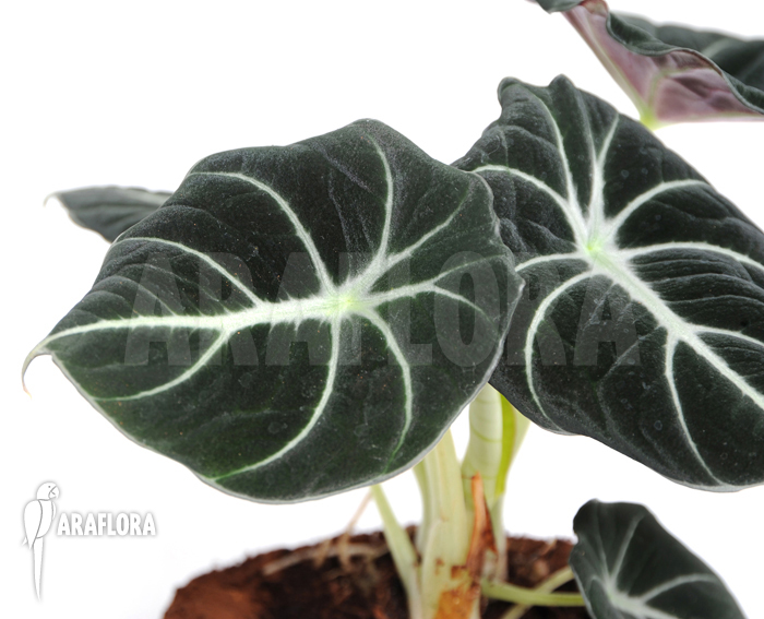 Alocasia reginula ‚Black Velvet‘
