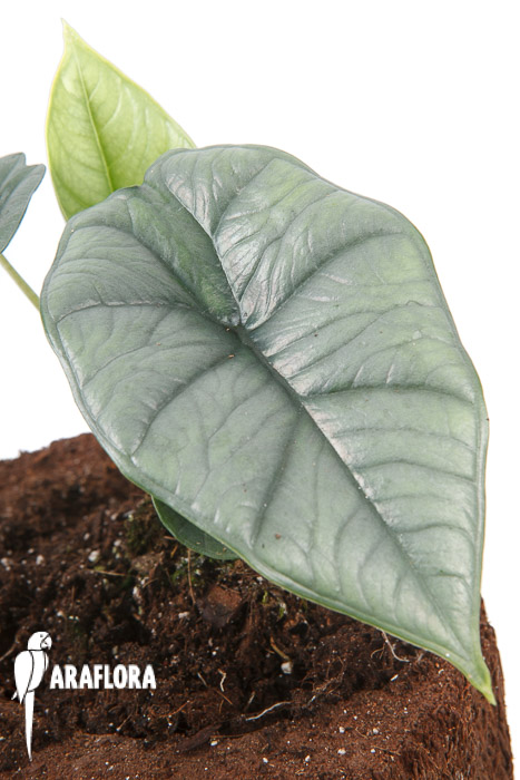 Alocasia sp platinum
