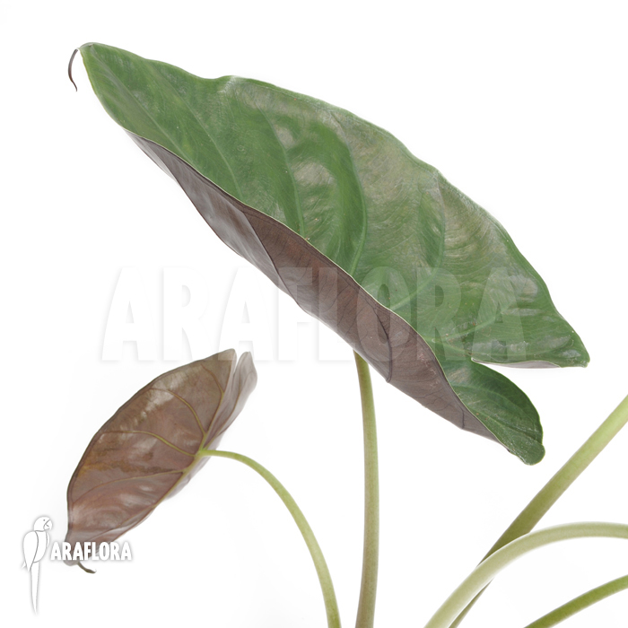Alocasia wentii