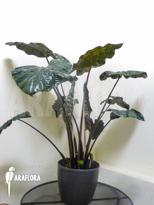 Alocasia x portodora Black beauty