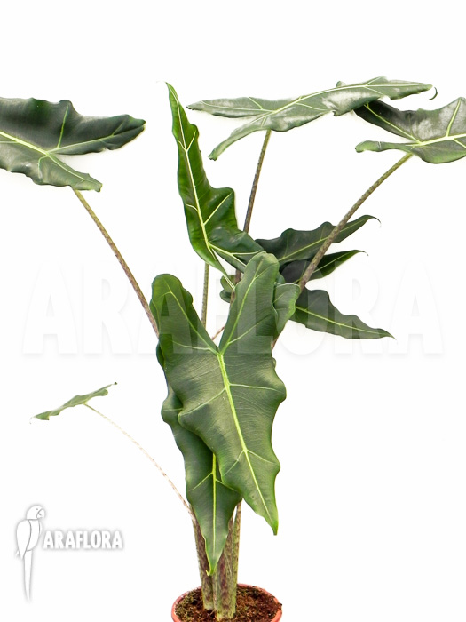 Alocasia x Sarian (zebrine x micholitziana) ‚M‘