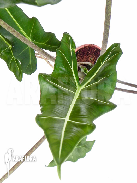 Alocasia x Sarian (zebrine x micholitziana)  ‚M‘
