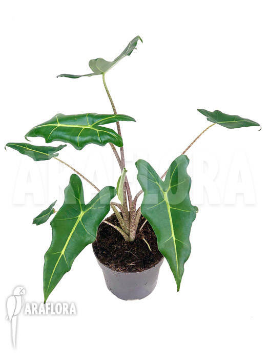 Alocasia x Sarian (zebrine x micholitziana) ‚S‘