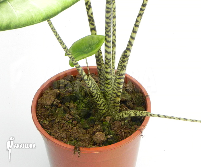 Alocasia zebrina