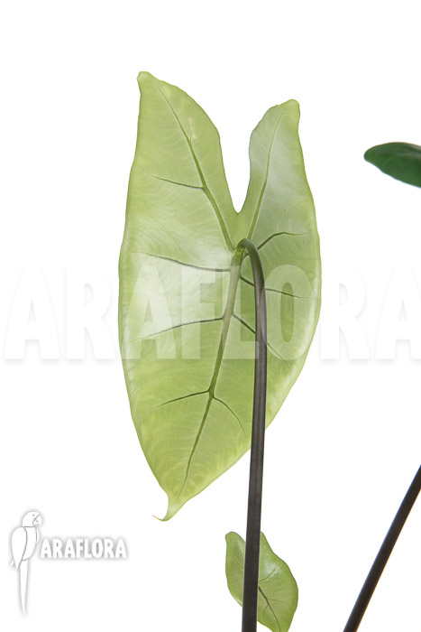 Alocasia zebrina ‚Black zebrina‘