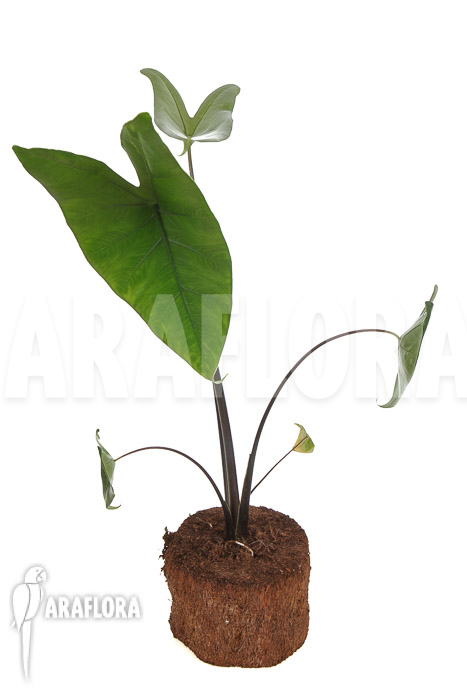 Alocasia zebrina ‚Black zebrina‘
