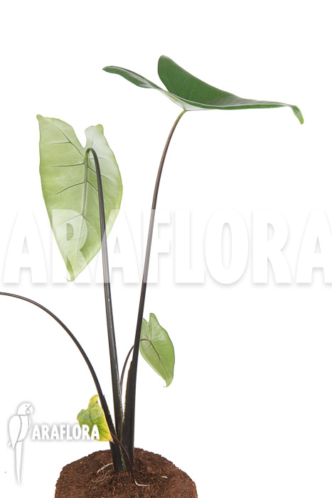 Alocasia zebrina ‚Black zebrina‘