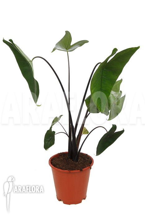 Alocasia zebrina ‚Black zebrina‘
