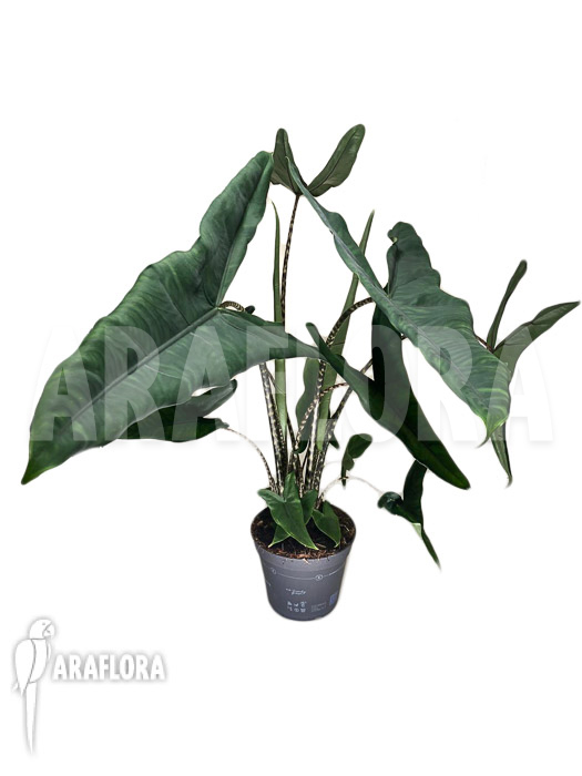 Alocasia zebrina ‚Tigrina superba‘