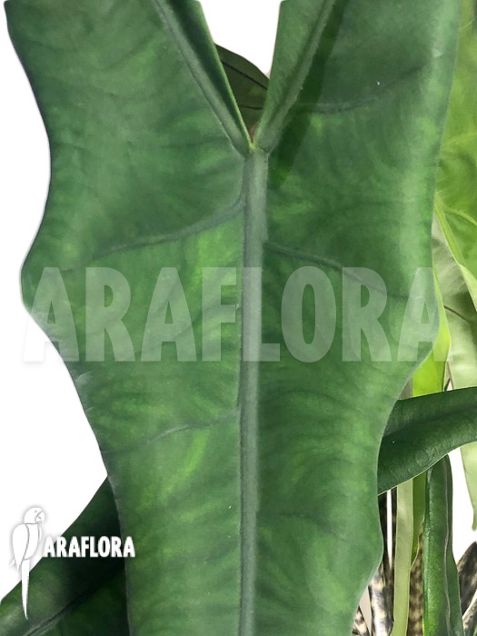 Alocasia-zebrina-tigrina-superba-6