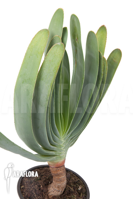 Aloe plicatilis