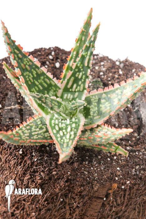Aloe vitro