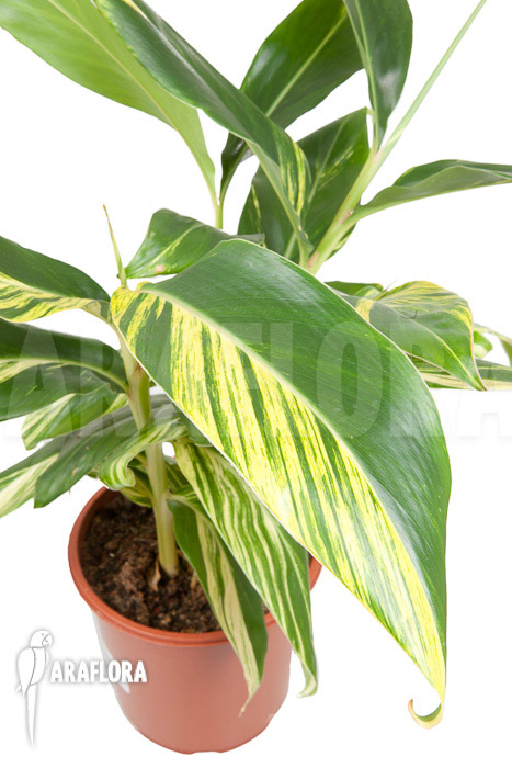 Alpinia zerumbet ‚variegata‘