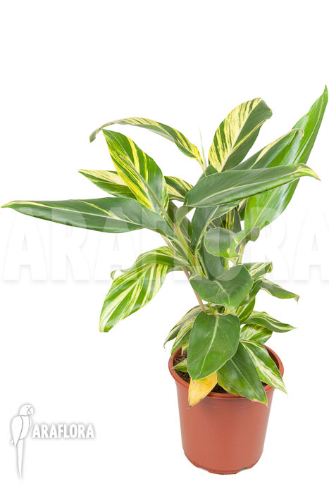 Alpinia zerumbet ‚variegata‘