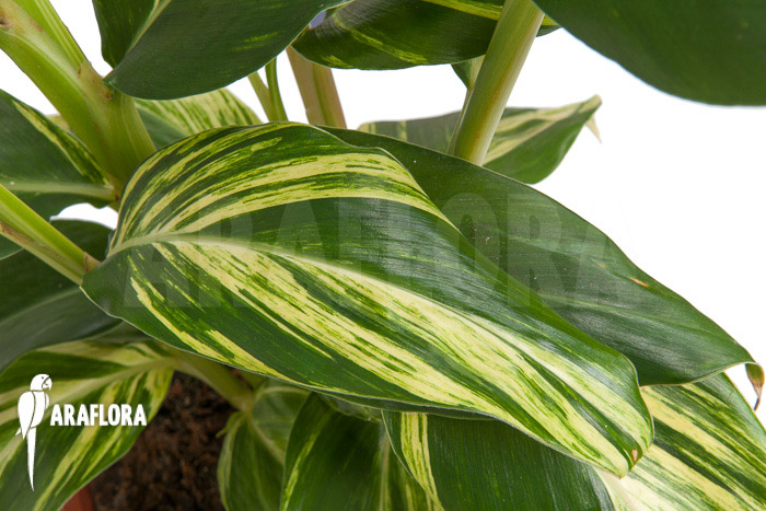 Alpinia zerumbet ‚variegata‘