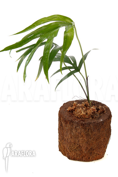 Amydrium zippelianum