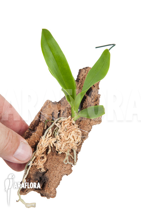 Angraecum eburneum ssp xerophilum